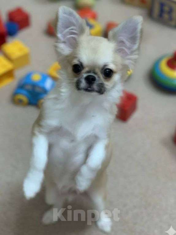 Собаки в Москве: Чихуахуа мальчик Мальчик, 40 000 руб. - фото 3