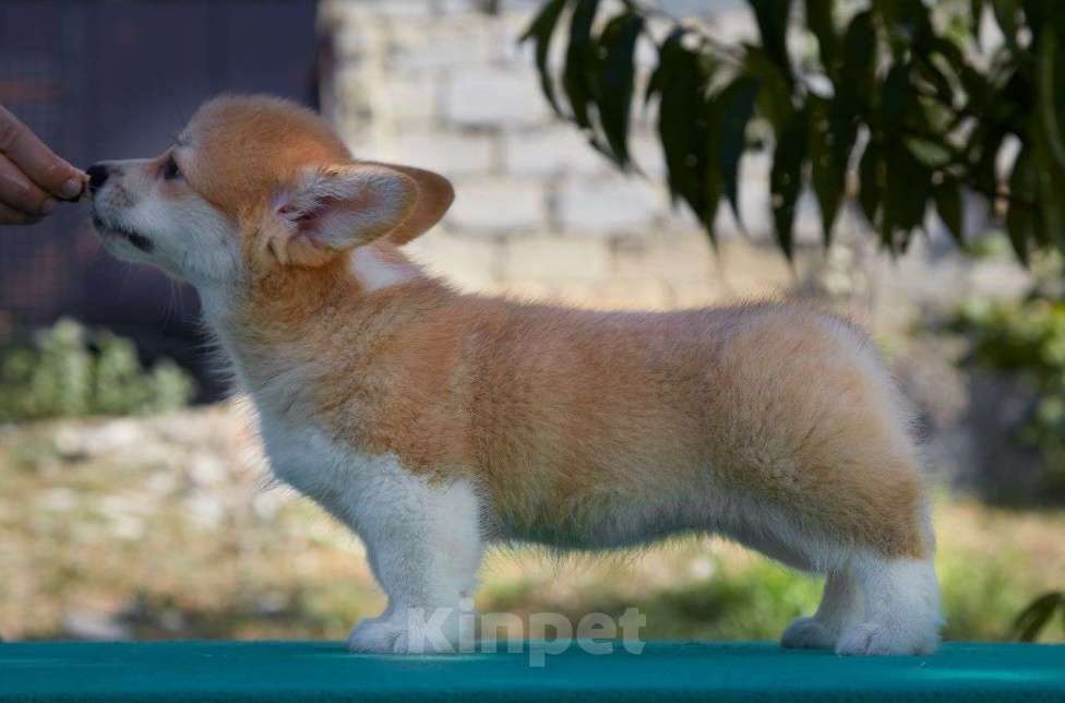 Собаки в Новороссийске: Милый коржик  ищет себе семью. Девочка, Бесплатно - фото 2
