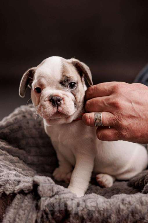 Собаки в Шахте: Французский круасан  Мальчик, 75 000 руб. - фото 3