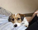 Собаки в Нижнем Новгороде: Помогите найти собаку Девочка, Бесплатно - фото 1