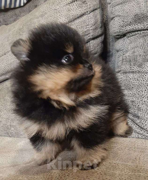 Собаки в Самаре: Черно-подпалый Мальчик, 80 000 руб. - фото 2