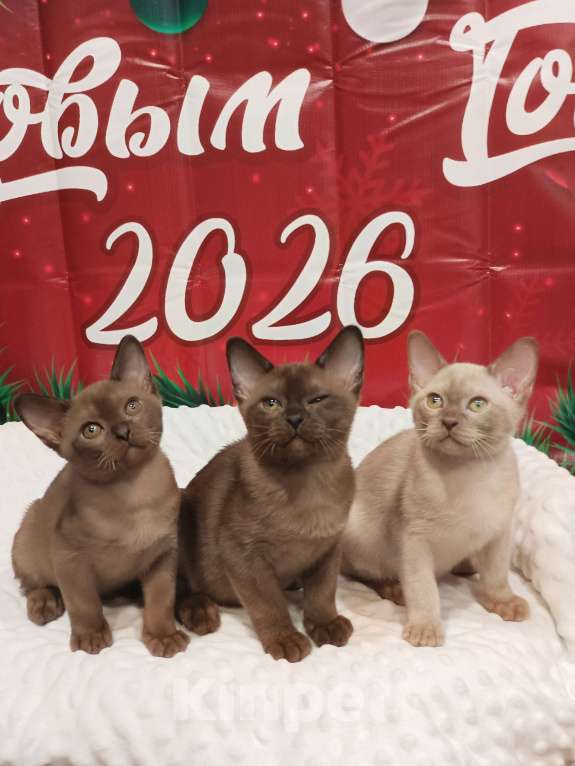 Кошки в Лыткарино: Девочка бурма европ.с документами Девочка, 50 000 руб. - фото 5