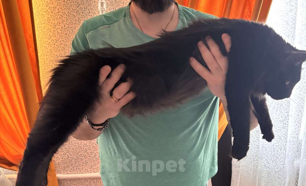 Кошки в других городах Московской области: Котенок мейн кун  Мальчик, 25 000 руб. - фото 3