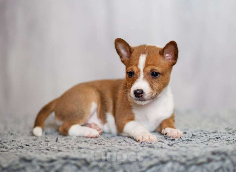 Собаки в Нижнем Новгороде: Милые щенки басенджи  Девочка, 70 000 руб. - фото 4