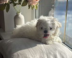 Собаки в Москве: Мальтезе мини девочка, 5 мес, 1 кг Девочка, 90 000 руб. - фото 6
