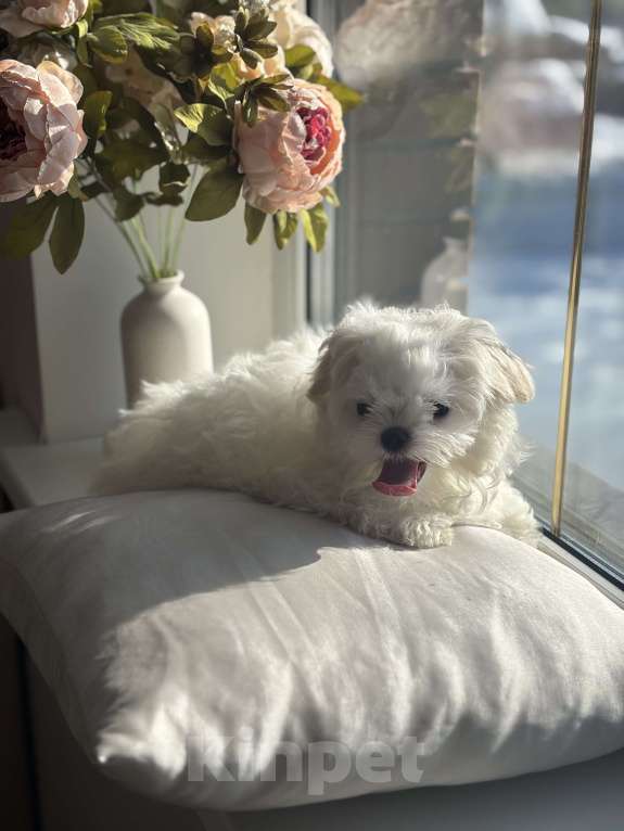 Собаки в Москве: Мальтезе мини девочка, 5 мес, 1 кг Девочка, 90 000 руб. - фото 6