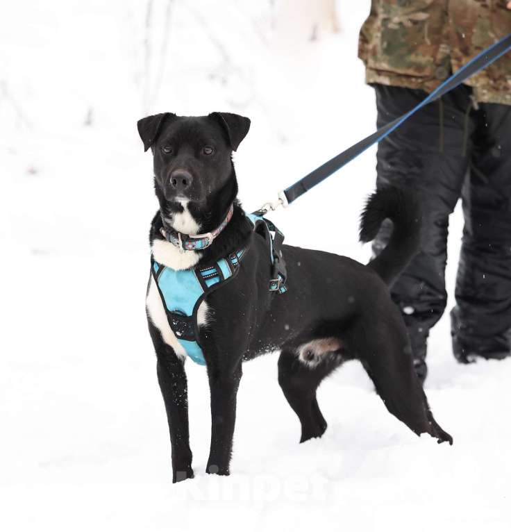 Собаки в Москве: Чаплин бывшедомашний пес в добрые руки Мальчик, Бесплатно - фото 7