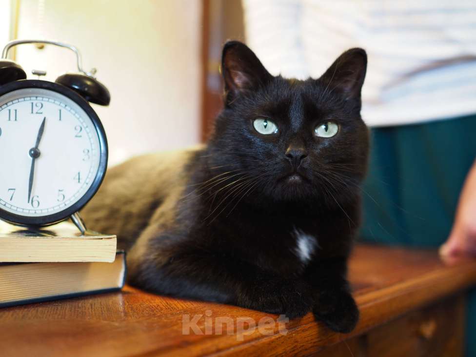 Кошки в Москве: Нежная кошка в добрые руки  Девочка, Бесплатно - фото 4