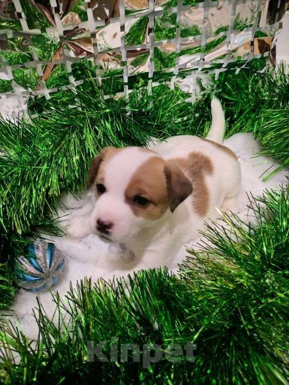 Собаки в Иркутске: Мальчик  Мальчик, 20 000 руб. - фото 3