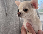 Собаки в Всеволожске: Короткошерстный щенок Девочка, 35 000 руб. - фото 3
