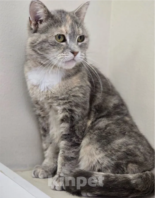 Кошки в Санкт-Петербурге: Алтея - шикарная девочка британка-метис. Бесплатно Девочка, Бесплатно - фото 2