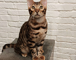 Кошки в Лыткарино: Бенгальский котенок мальчик Лексус  с документами  Мальчик, 25 000 руб. - фото 1