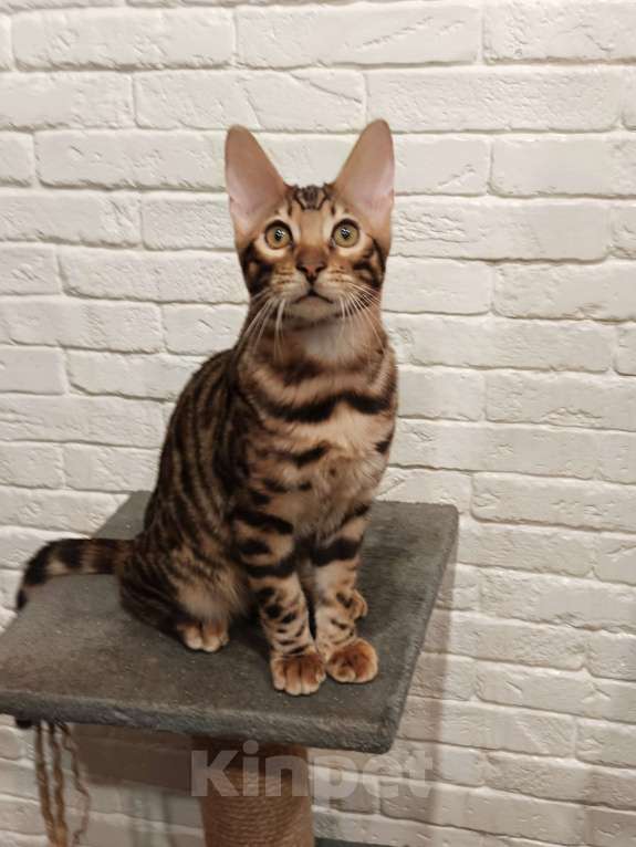 Кошки в Лыткарино: Бенгальский котенок мальчик Лексус  с документами  Мальчик, 25 000 руб. - фото 1