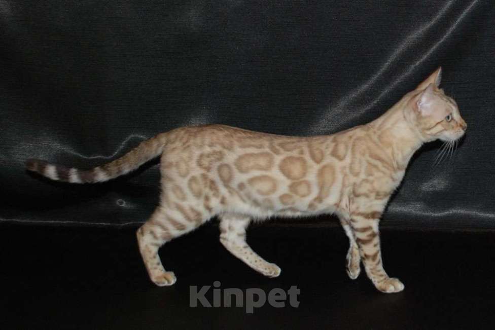 Кошки в Москве: Бенгальские котята. Мальчик, 60 000 руб. - фото 8