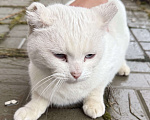 Кошки в Казани: Найдена белая кошка Девочка, Бесплатно - фото 3