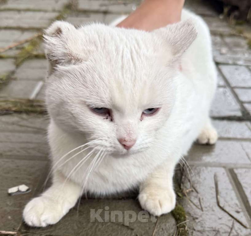 Кошки в Казани: Найдена белая кошка Девочка, Бесплатно - фото 3