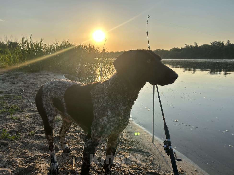 Собаки в Шахте: Щенки курцхара Девочка, 15 000 руб. - фото 6