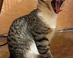 Кошки в Москве: Бенгальский котенок (метис) Лео, 10 месяцев, Бесплатно - фото 6