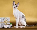Кошки в Кудымкаре: Мальчик Корниш Рекс Мальчик, 42 000 руб. - фото 1