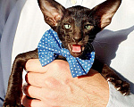 Кошки в Дорогобуже: Мальчик ориентальный котенок Мальчик, Бесплатно - фото 1