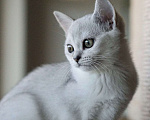 Кошки в Москве: Котята породы Бурмилла, 50 000 руб. - фото 1