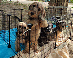 Собаки в Таганроге: Жесткошерстная такса мини Мальчик, 30 000 руб. - фото 2
