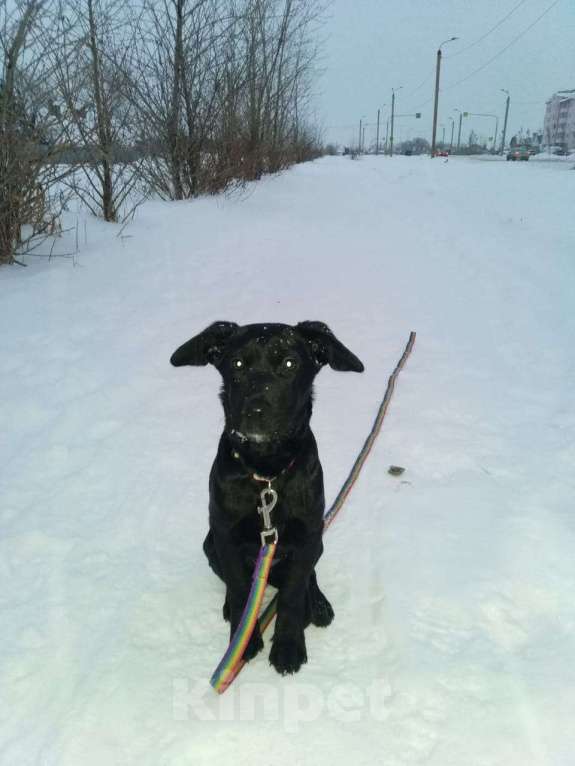 Собаки в Челябинске: Отдам щенка в добрые руки Девочка, 1 руб. - фото 1