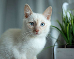 Кошки в Москве: Голубоглазый котенок Котя в добрые руки! Мальчик, 1 руб. - фото 4