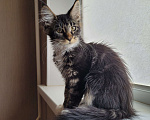 Кошки в Самаре: Мейн кун полидакт Девочка, 30 000 руб. - фото 1