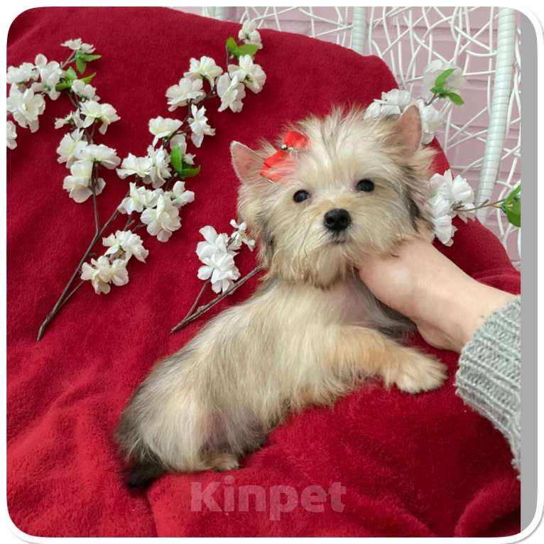 Собаки в Москве: Голддаст йорк микро девочка золотая Девочка, 65 000 руб. - фото 4