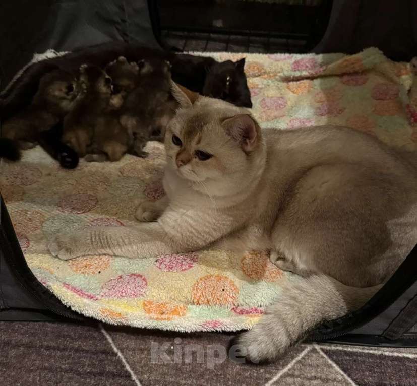 Кошки в Москве: Продаются котята! Девочка, 18 000 руб. - фото 4