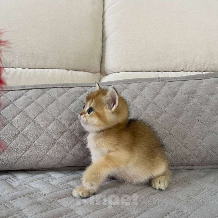 Кошки в Тюмени: Британская золотая шиншилла Мальчик, 35 000 руб. - фото 2