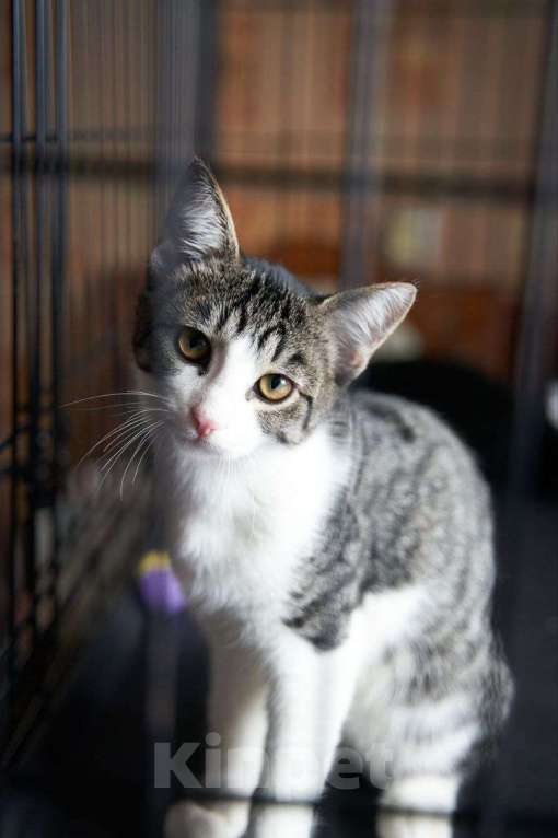 Кошки в Москве: Ласковый котенок в добрые руки Мальчик, Бесплатно - фото 4