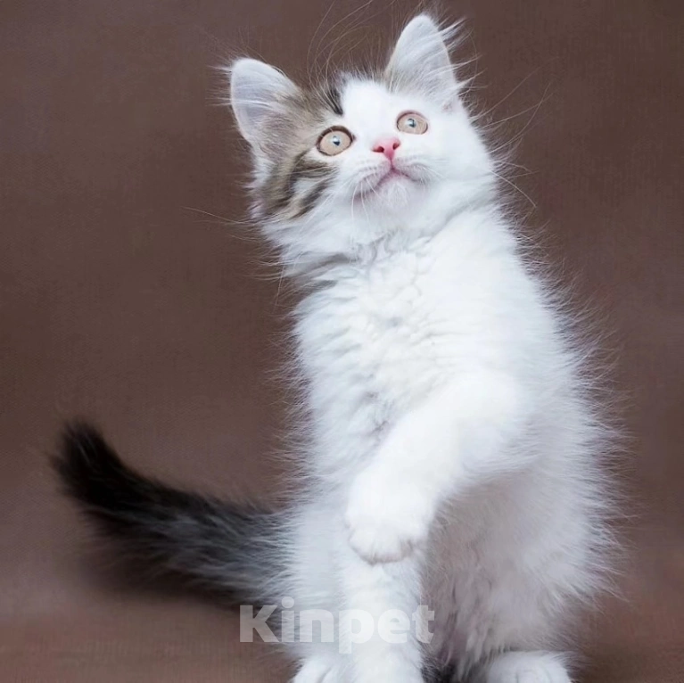 Кошки в Москве: Пушистый котенок Зайчик мечтает стать домашним Мальчик, Бесплатно - фото 3