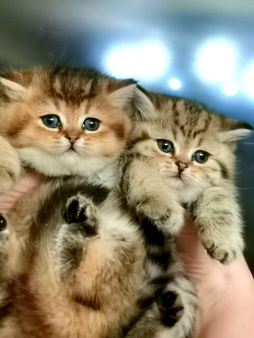 Котик и кошечка