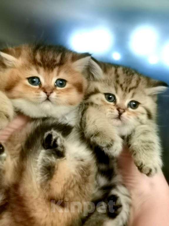 Кошки в Москве: Котик и кошечка Мальчик, 22 000 руб. - фото 1