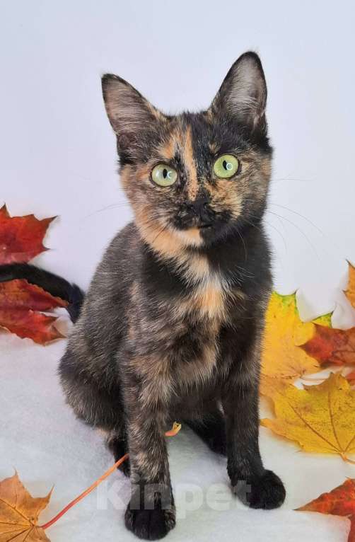 Кошки в Москве: Огненный котёнок в добрые руки  Девочка, Бесплатно - фото 4