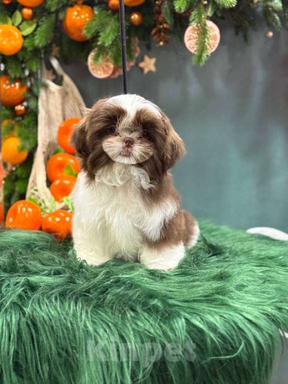 Собаки в других городах Московской области: Самир, малыш ши тцу Мальчик, Бесплатно - фото 3