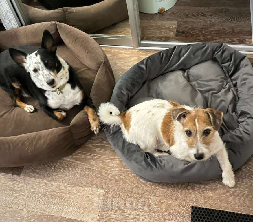 Собаки в Владивостоке: 🐾 В добрые, ответственные руки: пес-компаньон Умка 🐾 Мальчик, Бесплатно - фото 5