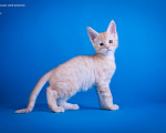 Кошки в других городах Карелии: Котенок-мейн-кун мальчик Мальчик, 45 000 руб. - фото 2