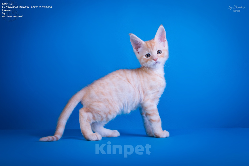 Кошки в других городах Карелии: Котенок-мейн-кун мальчик Мальчик, 45 000 руб. - фото 2