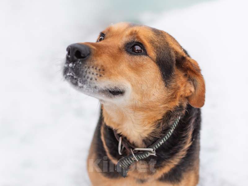 Собаки в Москве: Рона спасли от голодной смерти Мальчик, Бесплатно - фото 2