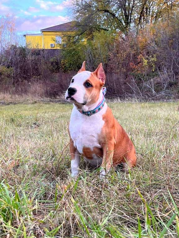 Собаки в Москве: Шикарная девочка амстаффа  Девочка, 90 000 руб. - фото 4