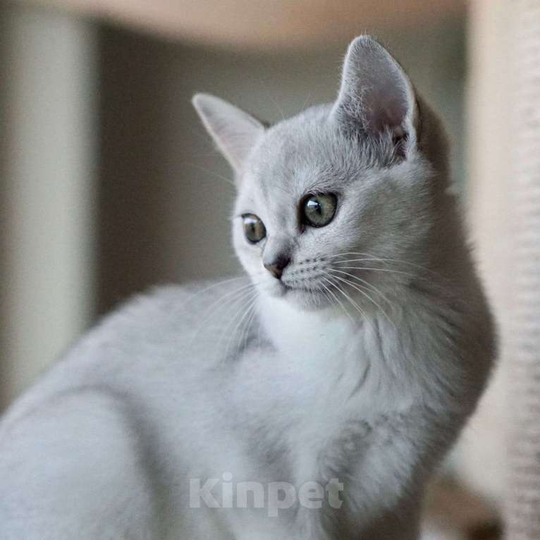 Кошки в Москве: Котята породы Бурмилла, 50 000 руб. - фото 1