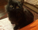 Кошки в Москве: Черный пушистый котенок Мальчик, Бесплатно - фото 3