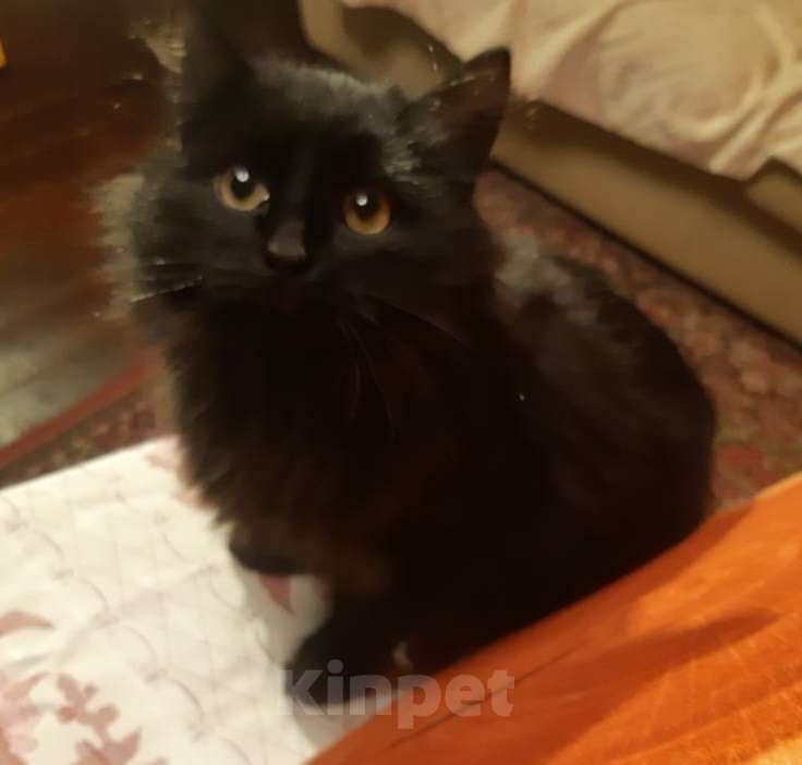 Кошки в Москве: Черный пушистый котенок Мальчик, Бесплатно - фото 3