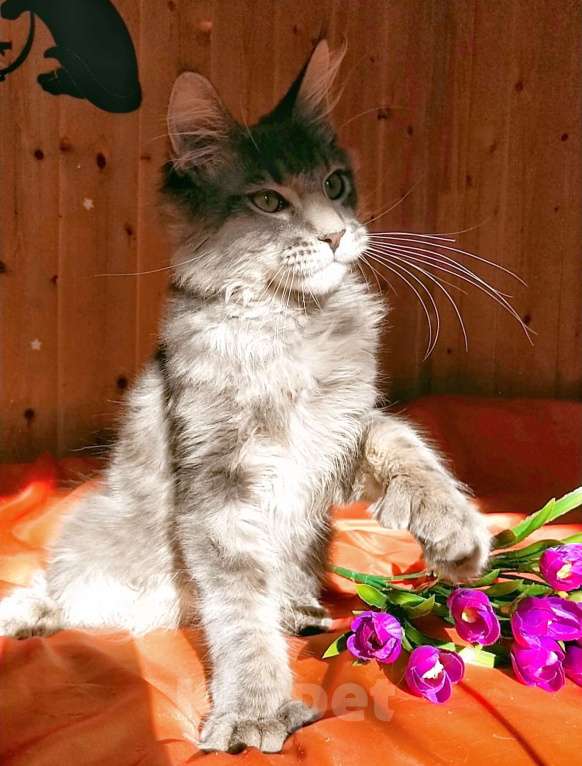 Кошки в Челябинске: КОТЕНОК МЕЙН-КУН ПОЛИДАКТ Мальчик, Бесплатно - фото 9