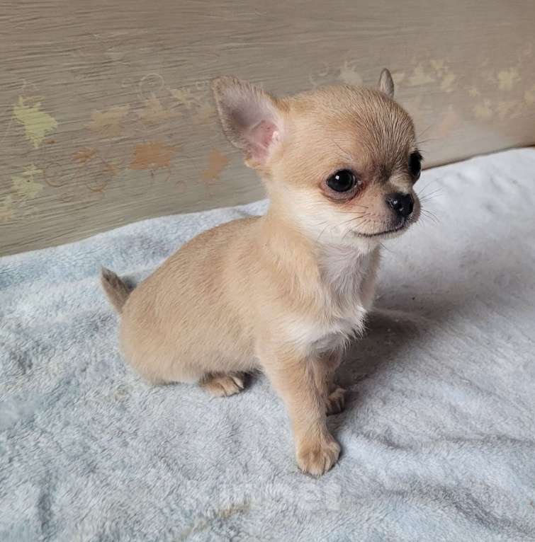 Собаки в Москве: Голубо-палевый Чихуахуа мальчик Мальчик, Бесплатно - фото 5