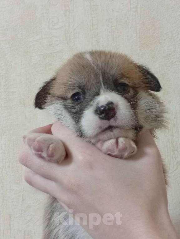 Собаки в Печоре: Щенки вельш корги пемброк Девочка, 45 000 руб. - фото 6