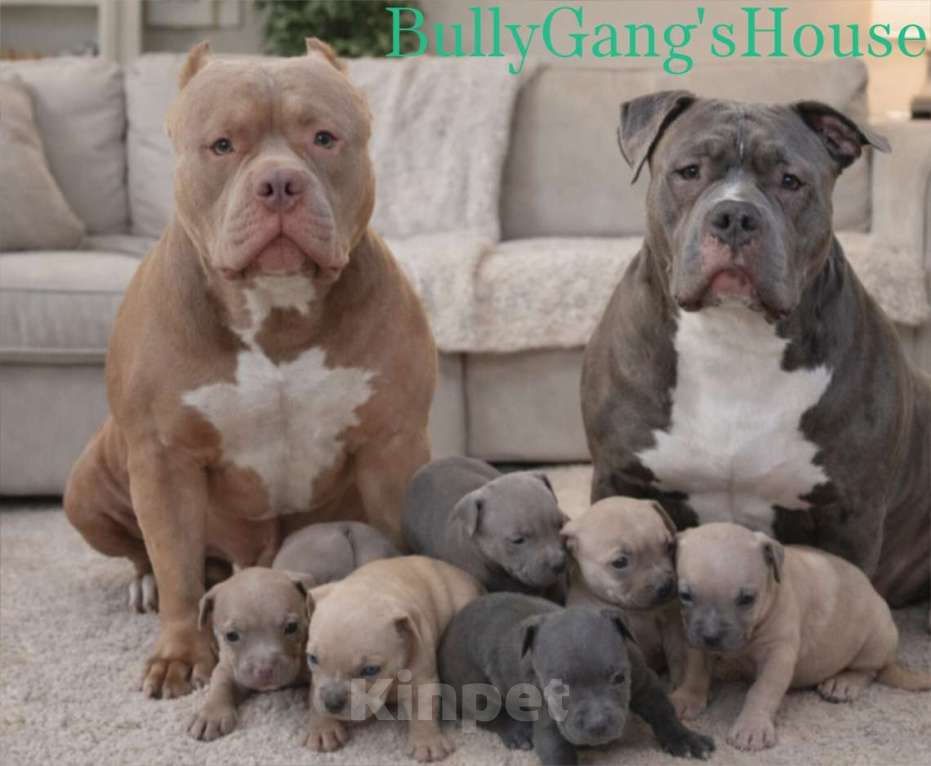 Собаки в Кинели: Американский булли Классик/ XL Мальчик, Бесплатно - фото 1